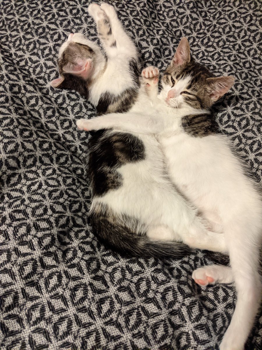 MorvenCrumlish's tweet photo. I'm just popping back here for a minute to introduce the new Crumlishes, Stevie &amp; Twyla, pure bonkers joy, #schittskits https://t.co/JBHbRuqMAh