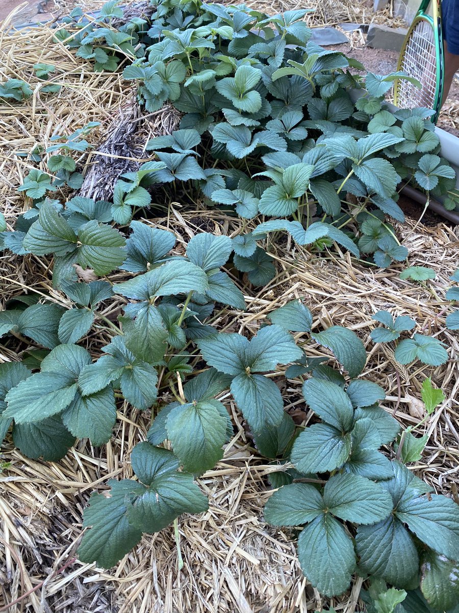 JKBreezyHillAg's tweet image. #asktwitter - (waiting for a roasting from anyone that knows me about my sub par gardening skills) - but can anyone tell me why my strawberry patch looks happy as, but yields zero strawberries?! 🍓 been in for nearly a year, they do get the odd 🌸 but no 🍓🤔 #fert? #pollination?