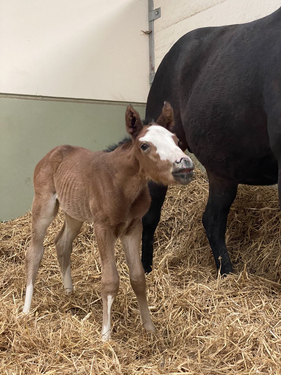 Almost 20 days since our last foal was born so delighted to introduce this one born early last night... gorgeous filly by @BallylinchStud Lope De Vega o/o Listed Winning & G3 Placed SIMMIE - bred by @DanceThorobreds (Visits @AgaKhanStuds Siyouni this year) #FoalPhotos2021