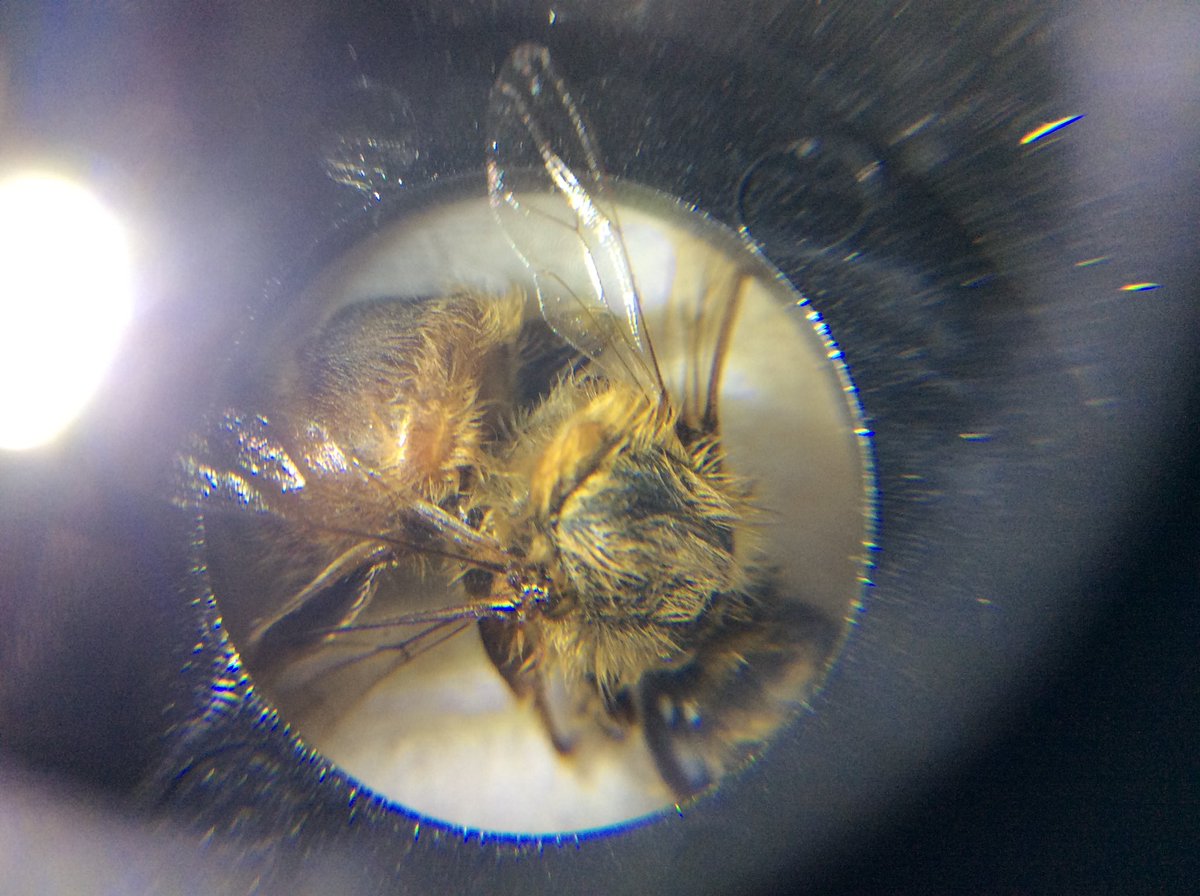 Year 4’s are loving investigating and wondering about the importance of bees to our ecosystems. Curiosity levels were high today!! #inquiry #everystudentsuccessful