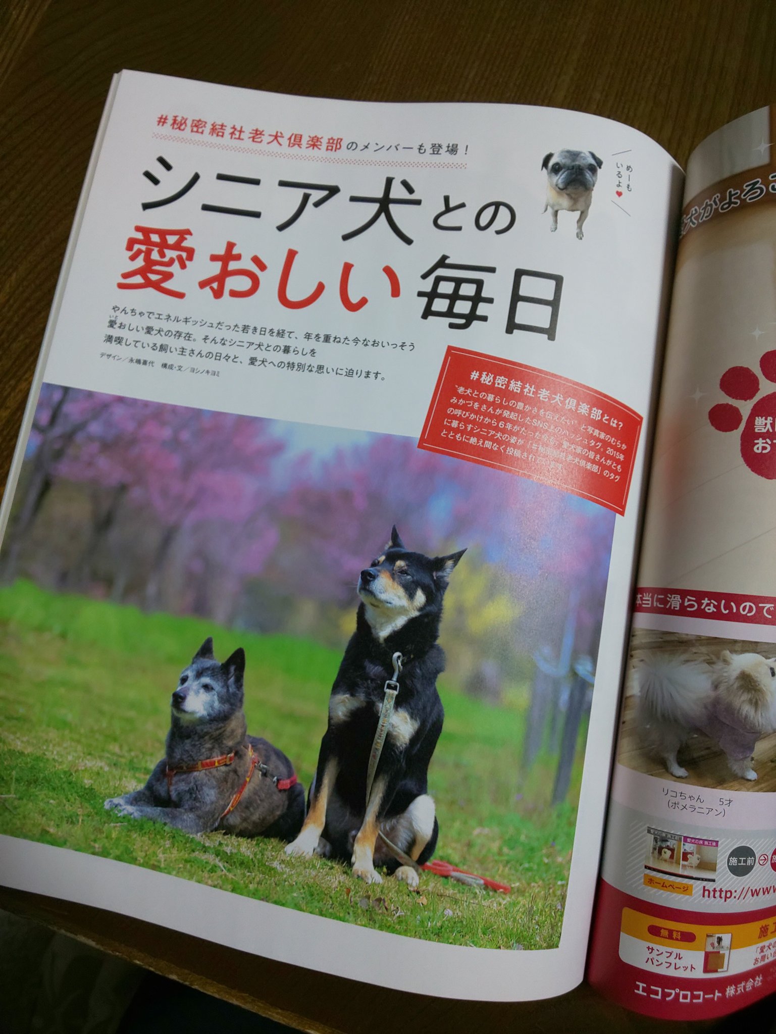 もも ベネッセの いぬのきもち 4月号が届きました 特集の シニア犬の愛おしい毎日 に ももとじんの事を書きました 犬 と暮らす中で 老犬の時期が一番愛おしく 犬と暮らしてよかったなと思う時期なんです 秘密結社老犬倶楽部 についても取り上げ もも ベネッセの いぬのきもち 4月号が届きました 特集の シニア犬の愛おしい毎日 に ももとじんの事を書きました 犬 と暮らす中で 老犬の時期が一番愛おしく 犬と暮らしてよかったなと思う時期なんです 秘密結社老犬倶楽部 についても取り上げ