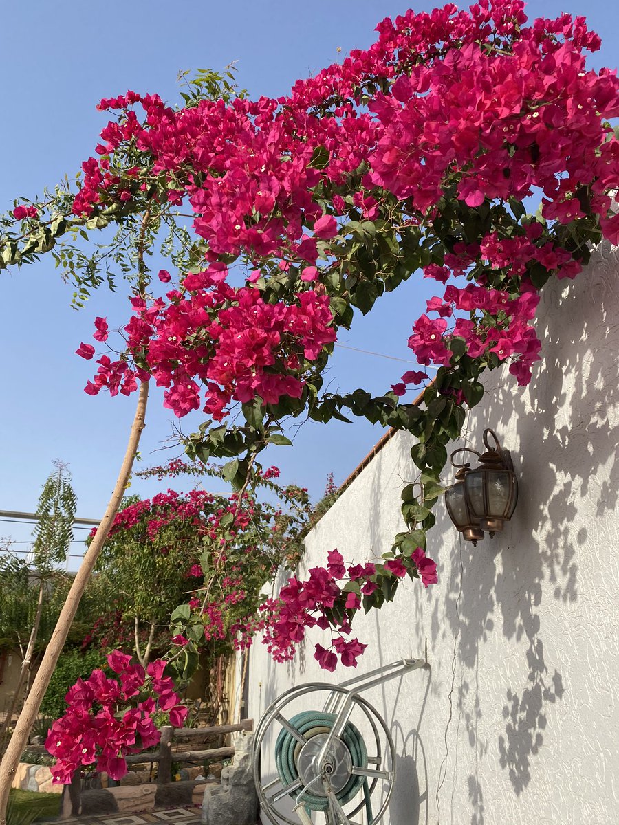 <a href="/SultanGarden/">حدائق السلطان</a> الجهنمية:
معطاءة عند الإزهار، صبورة على العطش وشدة الحر، سريعة النمو.