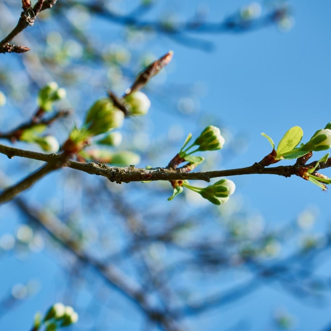 chilloutyoga's tweet photo. As spring approaches we can begin to see the joyful signs of a new season. It’s a wonderful time to reflect on what you are grateful for right now, a time to attract an abundance of whatever you wish for, and a time to let go of whatever or whoever no longer serves you. https://t.co/eWhegoZ4bw