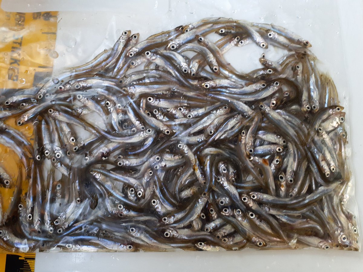 釣侍 Taminehutosi Twitter 釣侍 Taminehutosi Twitter