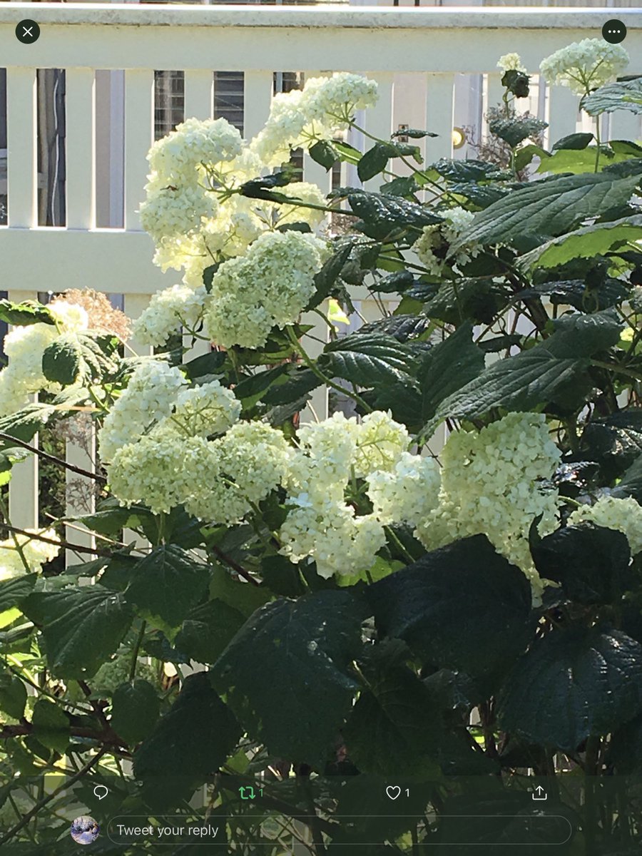 Good morning. 🌞 

#HydrangeaLove #Hydrangeas #gardening #mygarden #GoodMorningTwitterWorld #GardenersWorld #photography #sunshine #goodmorning #sunlight #morningsunlight