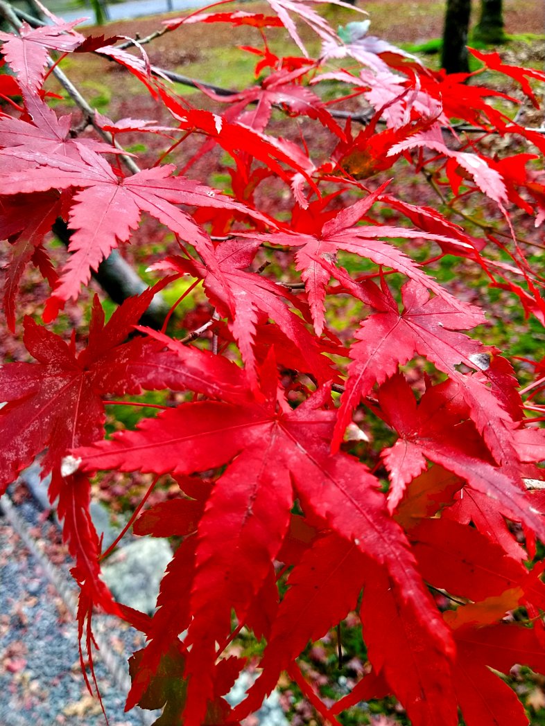 oiy's tweet photo. Kyoto https://t.co/CH0nvgf6oJ