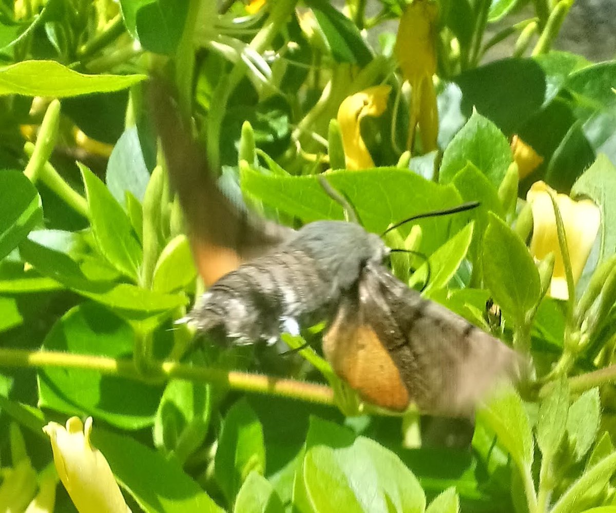 yalyx2001's tweet photo. Hummingbird hawk-moth https://t.co/RjbDZ3lY9N