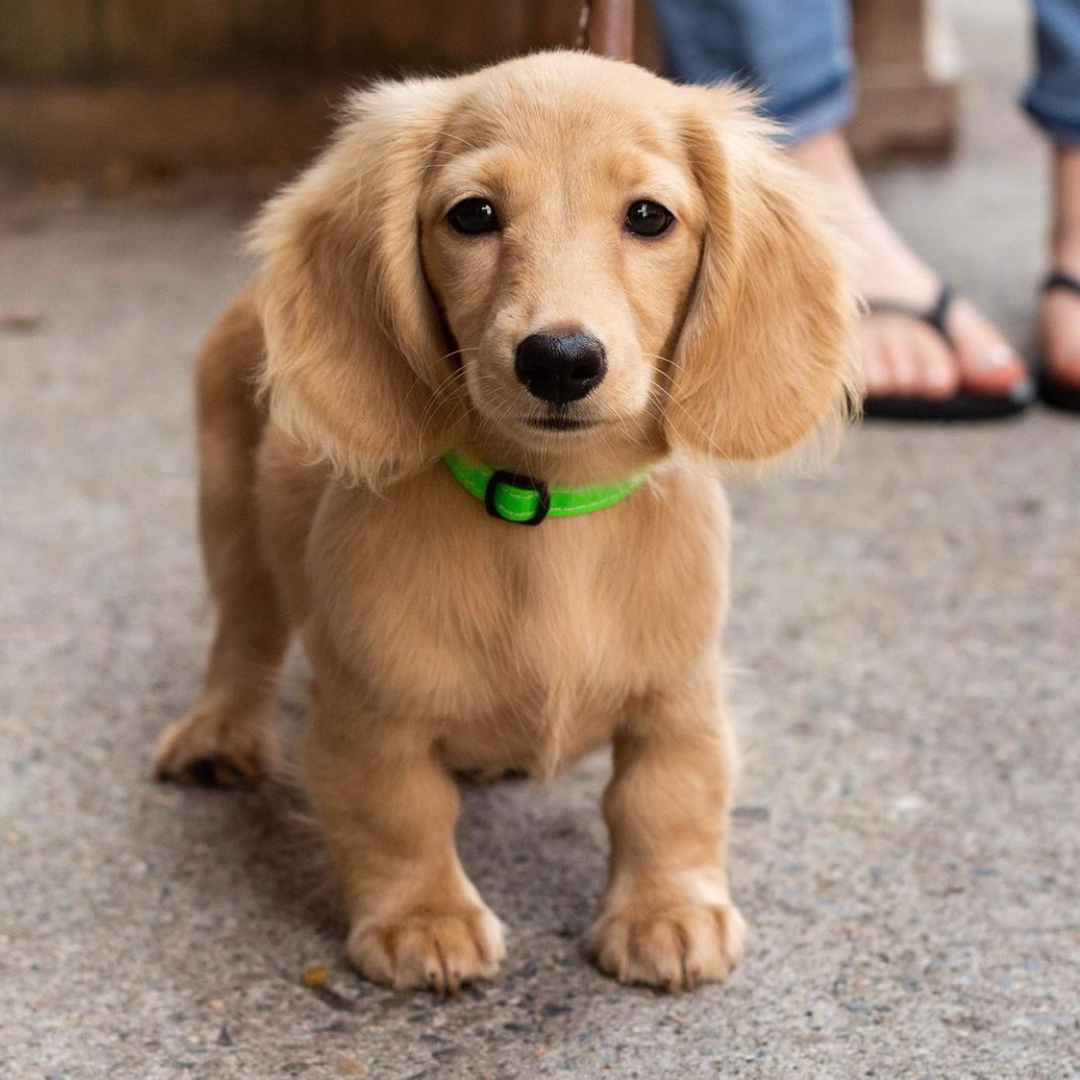Congratulations to Elvis who won the Taco Snuffle Mat giveaway! Our students love to stuff Lamb Lung treats into the folds of the guac and tomatoes for hours of mental and physical exercise. These snuffle mats are handmade in the US and fully washable.

What should we give away t