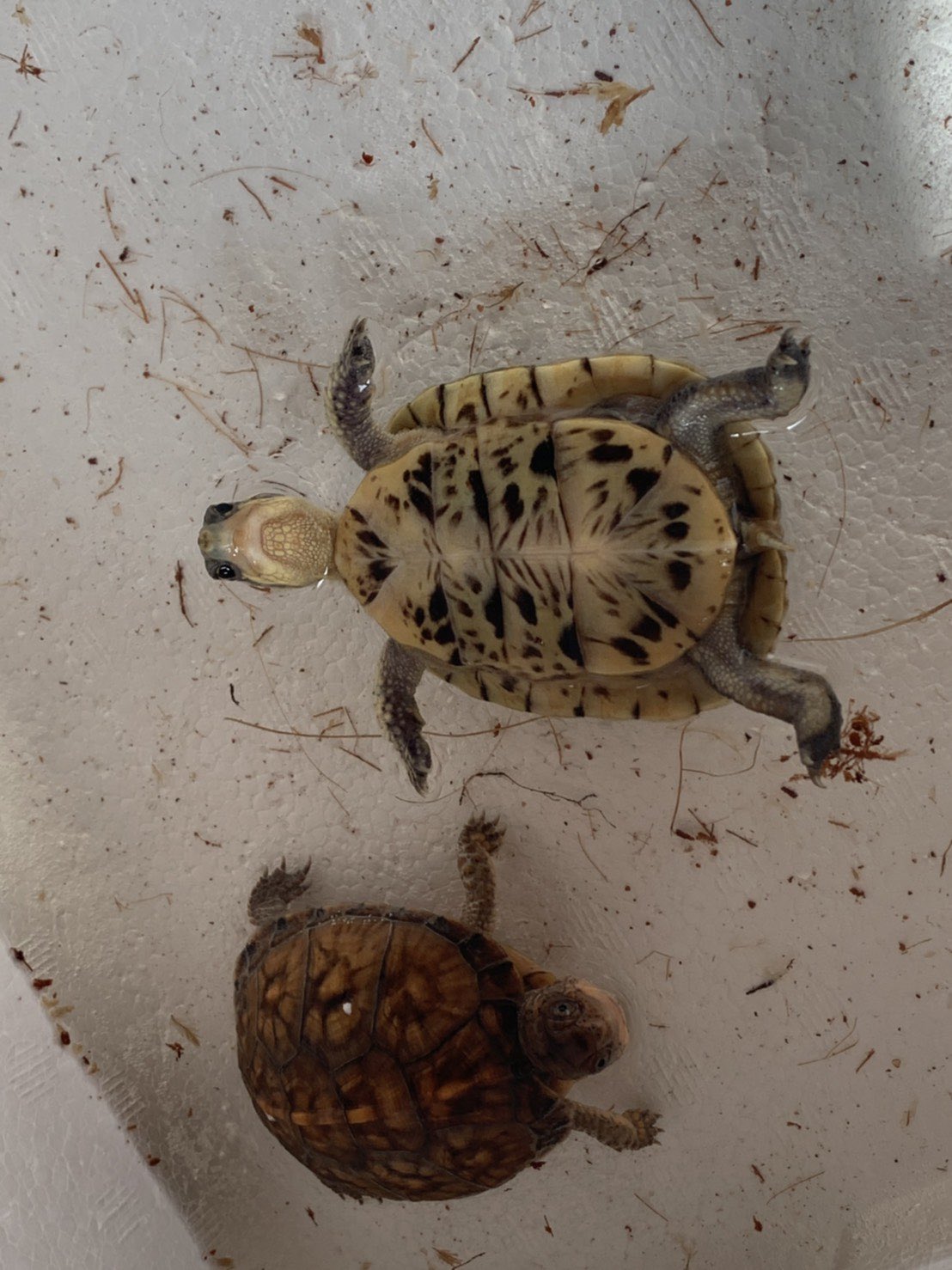 あふろなカメ飼育係ハコガメ担当 かめぢからケージをリピート発注しますた 我が家の北川景子サラダと もみじ サラダは発泡スチロールを登ろうとしては落ちてひっくり返るの繰り返し フロリダハコガメ トウブハコガメ T Co X07wgwznue あふろなカメ飼育係ハコガメ担当 かめぢからケージをリピート発注しますた 我が家の北川景子サラダと もみじ サラダは発泡スチロールを登ろうとしては落ちてひっくり返るの繰り返し フロリダハコガメ トウブハコガメ T Co X07wgwznue
