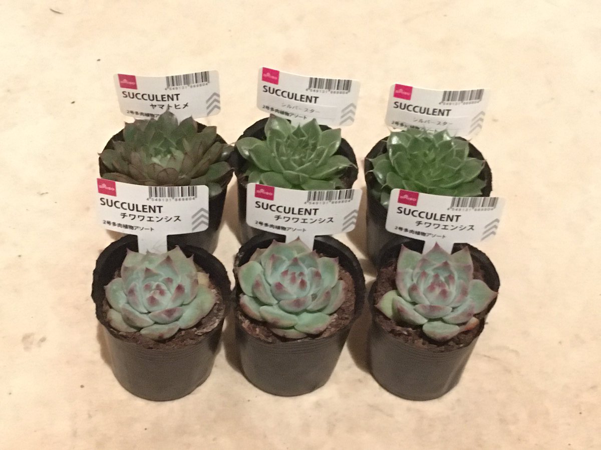 おが Twitterにて ダイソー で検索してたら 多肉植物入荷情報が続々挙がってたから 急いで最寄りのダイソー 大型店に行ったらドンピシャ入荷してた 全部保護したかったけど 買い占めは近隣の多肉好きに悪いからこれだけにした 多肉植物 おが Twitterにて ダイソー で検索してたら 多肉植物入荷情報が続々挙がってたから 急いで最寄りのダイソー 大型店に行ったらドンピシャ入荷してた 全部保護したかったけど 買い占めは近隣の多肉好きに悪いからこれだけにした 多肉植物