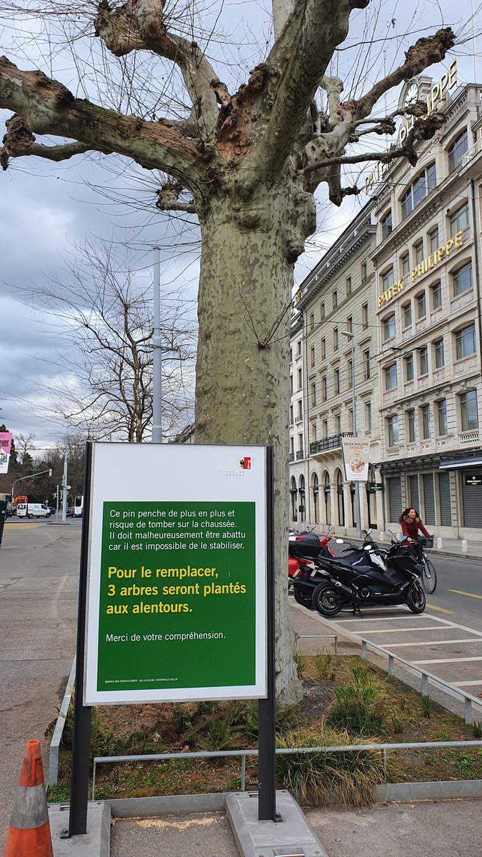 fmorel's tweet photo. Un spécimen rare de pin genevois, malheureusement voué à disparaître... tristesse
@wieselT https://t.co/bT2Ls4YXoh