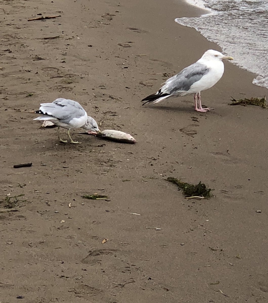 The real estate listing of Normandale Beach has been suspended.
This creates a pause that can allow re-engagement of the province and the county. One reason the property was declared surplus was interest expressed by Norfolk, going back 13 years ago, to purchase it.