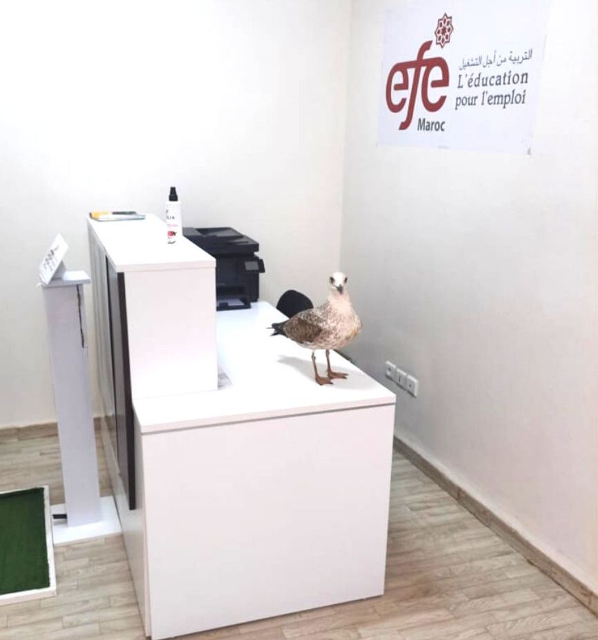 EFE Network (@efe_global) on Twitter photo Congratulations to <a href="/EFEMaroc/">EFE-Maroc ๐ฒ๐ฆ</a>โthe Affiliate clinched the #EFEPhotoOfTheMonth with this shot of a special visitor in the Safi office! Congratulations to <a href="/EFEMaroc/">EFE-Maroc ๐ฒ๐ฆ</a>โthe Affiliate clinched the #EFEPhotoOfTheMonth with this shot of a special visitor in the Safi office!