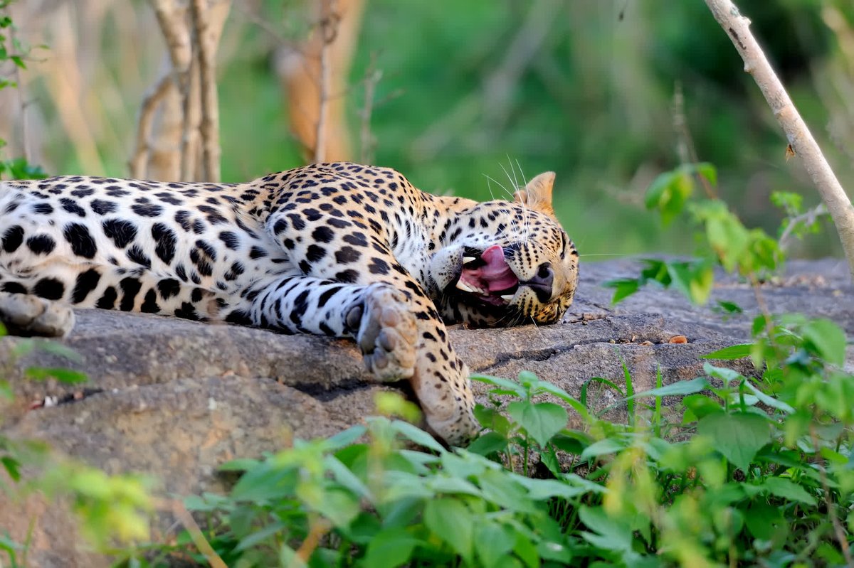 ReforestreeInc's tweet photo. The laziness of the weekend! 😴
#Reforestree #jaguar #wildlife #protectthewildlife #savethewildlife #saveamazon #protectamazon #rainforestalliane #manaus #amazonia #nature #motherearth #naturelovers #earthlovers #planetwatchers https://t.co/hoaz2aaCPv