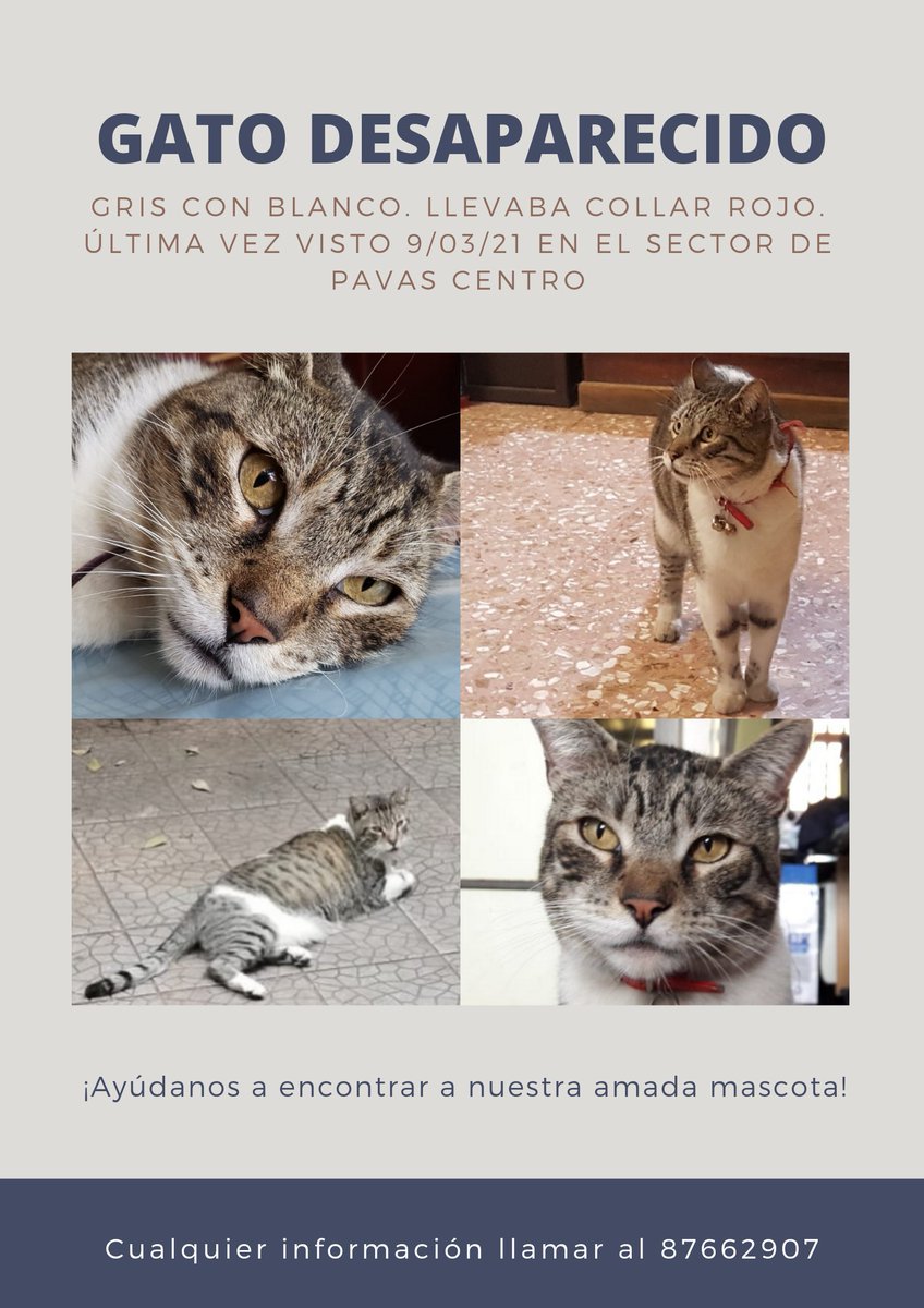 Mi gato, con el que he compartido más de la mitad de mi vida no aparece desde el martes. Está muy mayor y tiene que comer comida especial. Estamos muy angustiados, si lo han visto o si pueden compartir se los agradecería mucho.