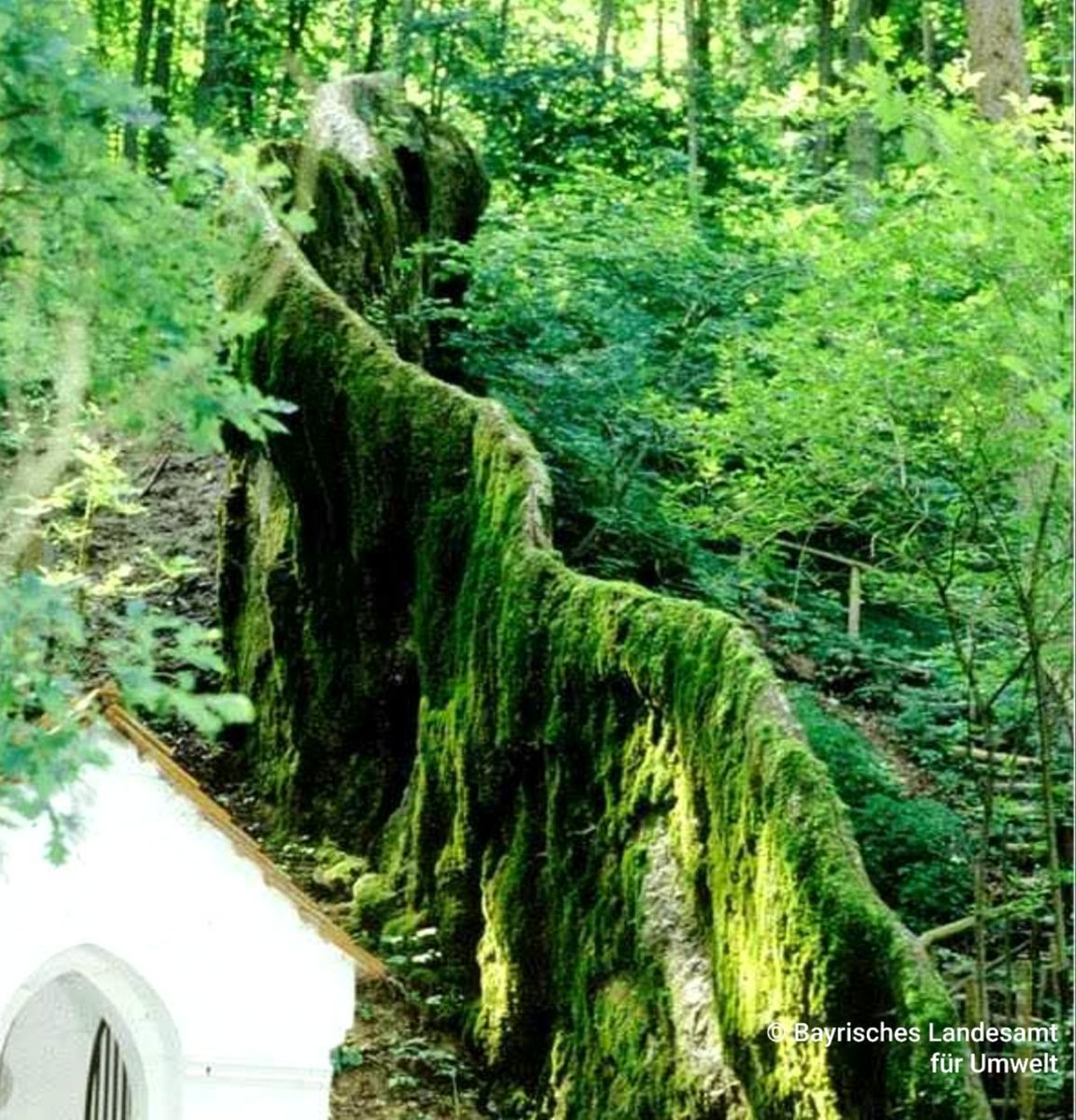 OutcropWizard's tweet photo. Der wachsende Felsen von Usterling ist unser #AufschlussderWoche. Kalkreiches Grundwasser tritt hier an einer Schichtgrenze zu Tage. Druckentlastung, Wärme und vor allem Kohlenstoffentzug durch Moose &amp; Algen sorgen hier für Wachstum von sog. Kalktuffen seit > Tausend Jahren. https://t.co/o4r7dGuAPy