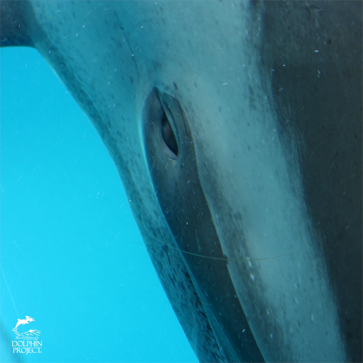 Dolphin_Project's tweet photo. “...Imagine if people from all over the world came together in the realization that whales, dolphins and other non-human beings share our ability to feel pain, grief, and joy...” -Ric &amp; Helene O’Barry
Read more: https://t.co/Me6fekXJOt https://t.co/uA44J4Ozwr
