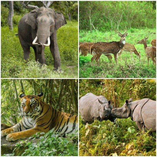 hvgoenka's tweet photo. Jadav Payeng started at age 16. Over 30 years, he has created a 1360 acre forest out of barren land. Home to many species.
No shouting, no strikes. Silent determination, real results.
We hail some teenagers, we forget our true biodiversity champions.
 #TrueHero #IncredibleIndia https://t.co/V0GYHOFKJ5