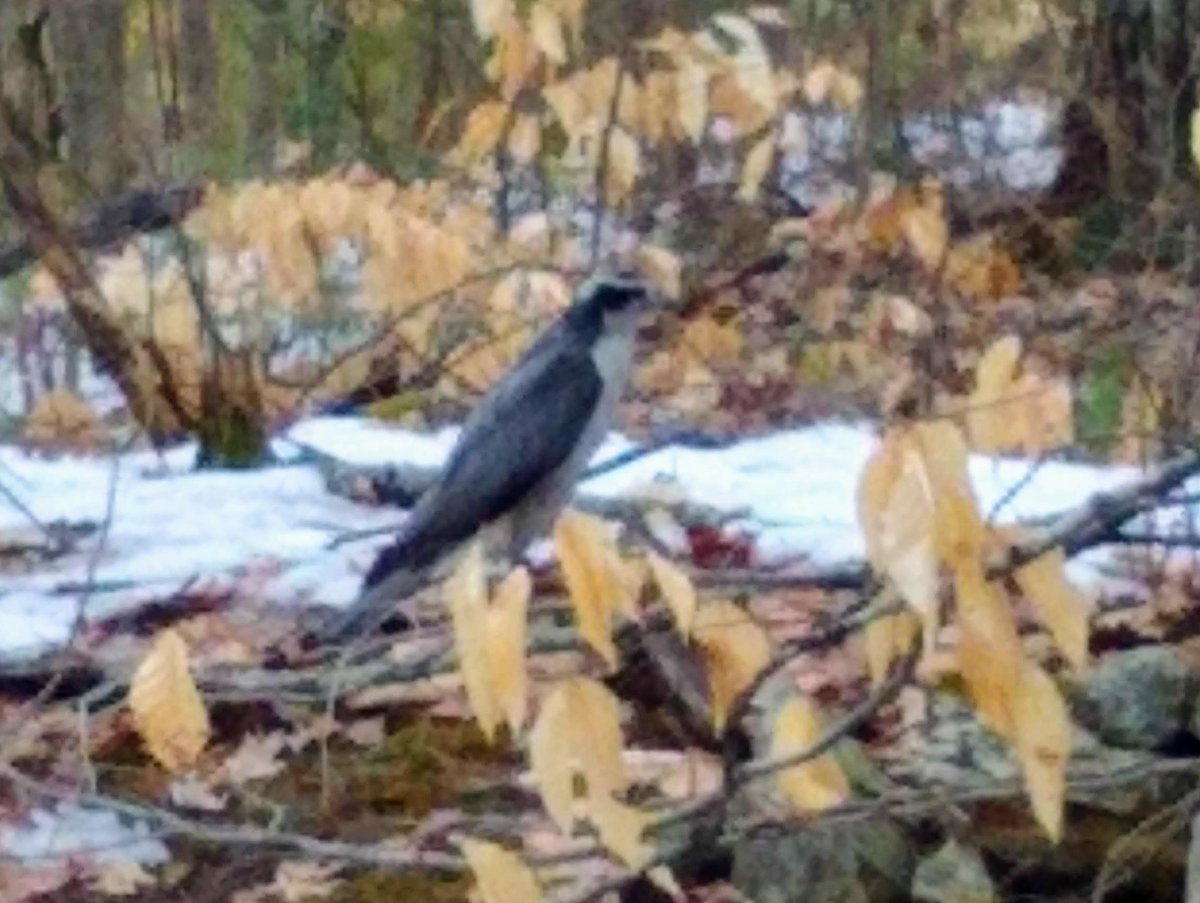 Peregrine seen on morning walk