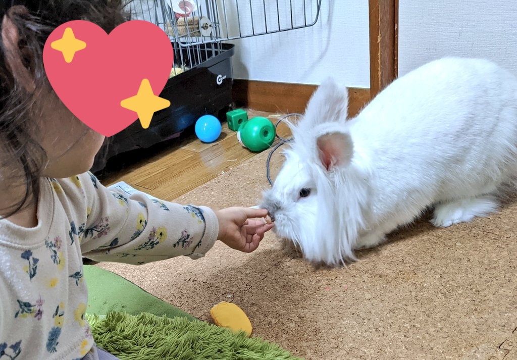 うさくら堂 うさぎとうさ絵 うさぎさんと1歳子供交流会 餌やりはうさぎ の口の位置を勘違しているようでうまく出来ませんでした 鼻の黒いところが口だと思っているらしい うさぎさんは塩対応 のわりに何回も子供の所に来てくれて優しかった いい子 うさくら堂 うさぎとうさ絵 うさぎさんと1歳子供交流会 餌やりはうさぎ の口の位置を勘違しているようでうまく出来ませんでした 鼻の黒いところが口だと思っているらしい うさぎさんは塩対応 のわりに何回も子供の所に来てくれて優しかった いい子