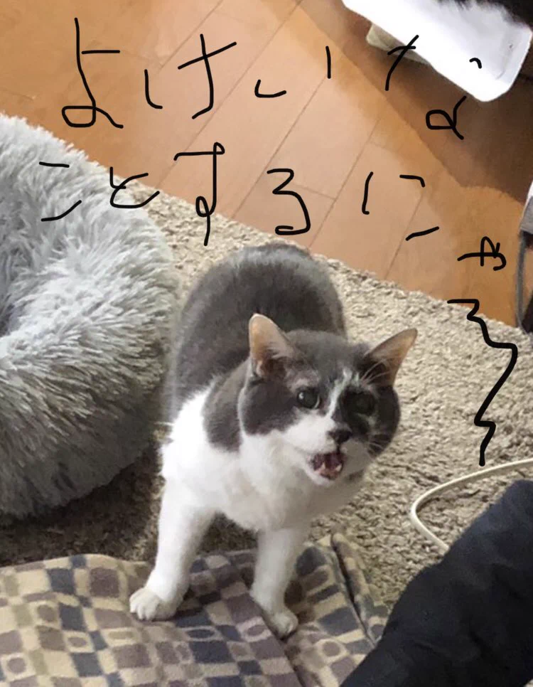 @NekoG_staff 戸惑って怒って…
なんて可愛いんだ… 