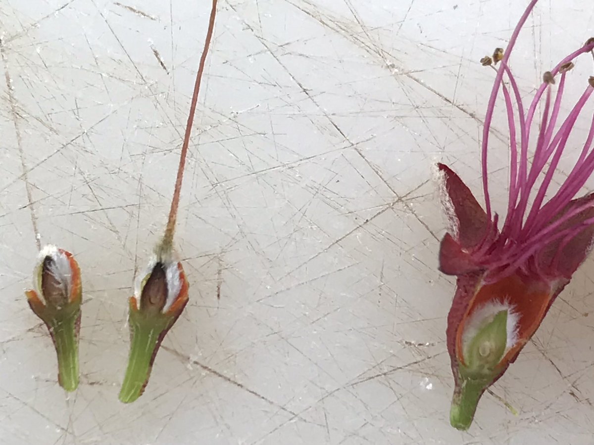 Spring is here... and spring frosts too!! Peach flowers damaged by a frost on March 10, 2021 (left) vs. health flower (right)