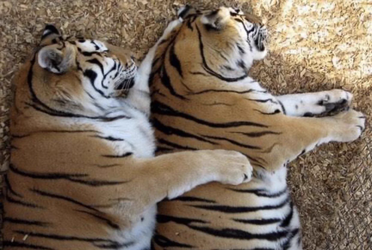 丸々と太ったトラｗこれは本当にトラだろうか？まるでぬいぐるみ