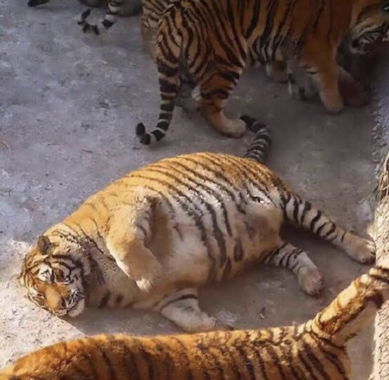 丸々と太ったトラｗこれは本当にトラだろうか？まるでぬいぐるみ