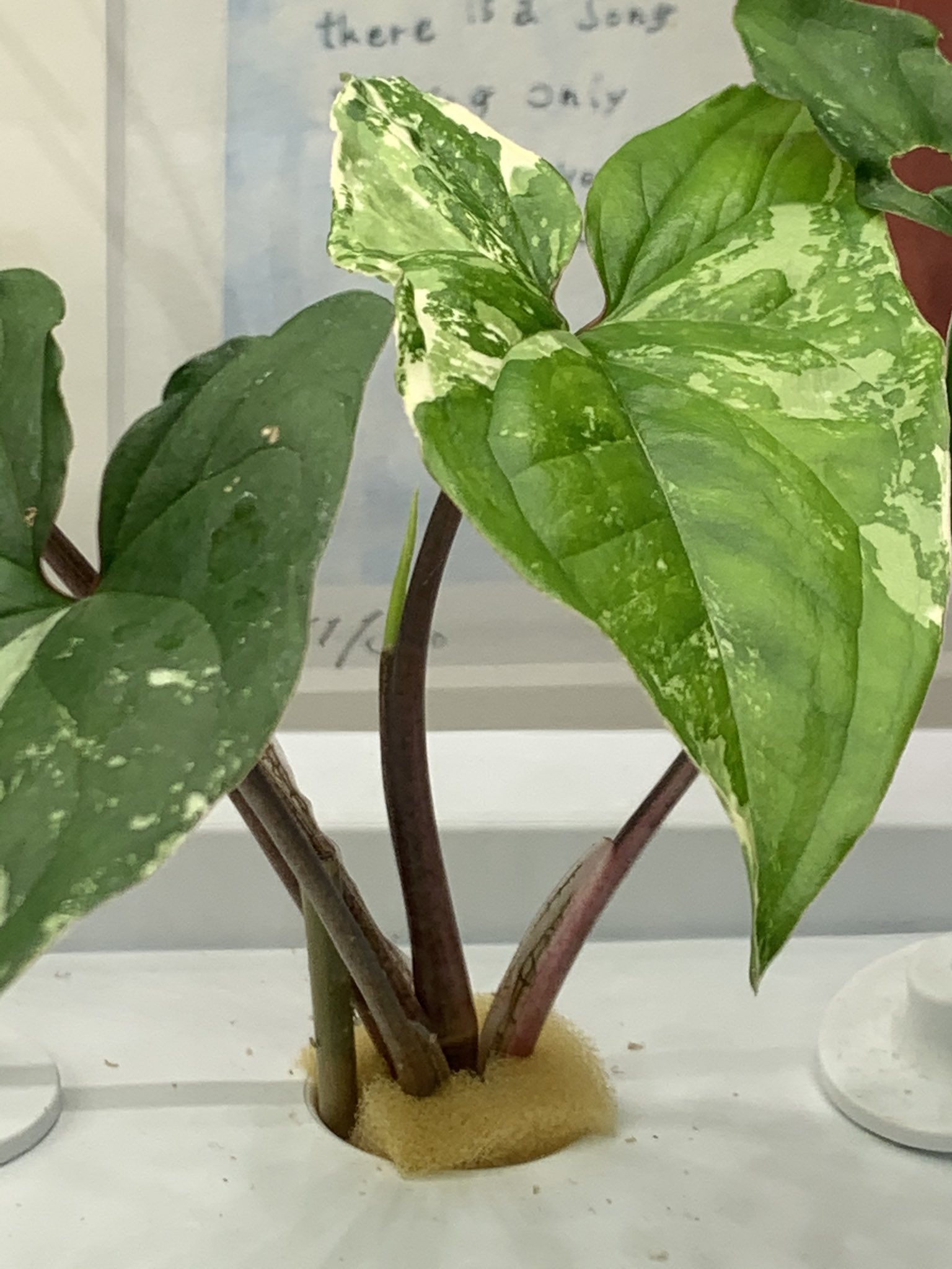 のぃ 水耕栽培アカ 他のシンゴニウムからも新しい葉っぱが出始め たと思ったら最初に葉っぱを出したシンゴニウム先輩 もう２枚目出す感じに てか葉っぱでかくなってる シンゴニウムって育つの早いの T Co Dhcunps2hs Twitter