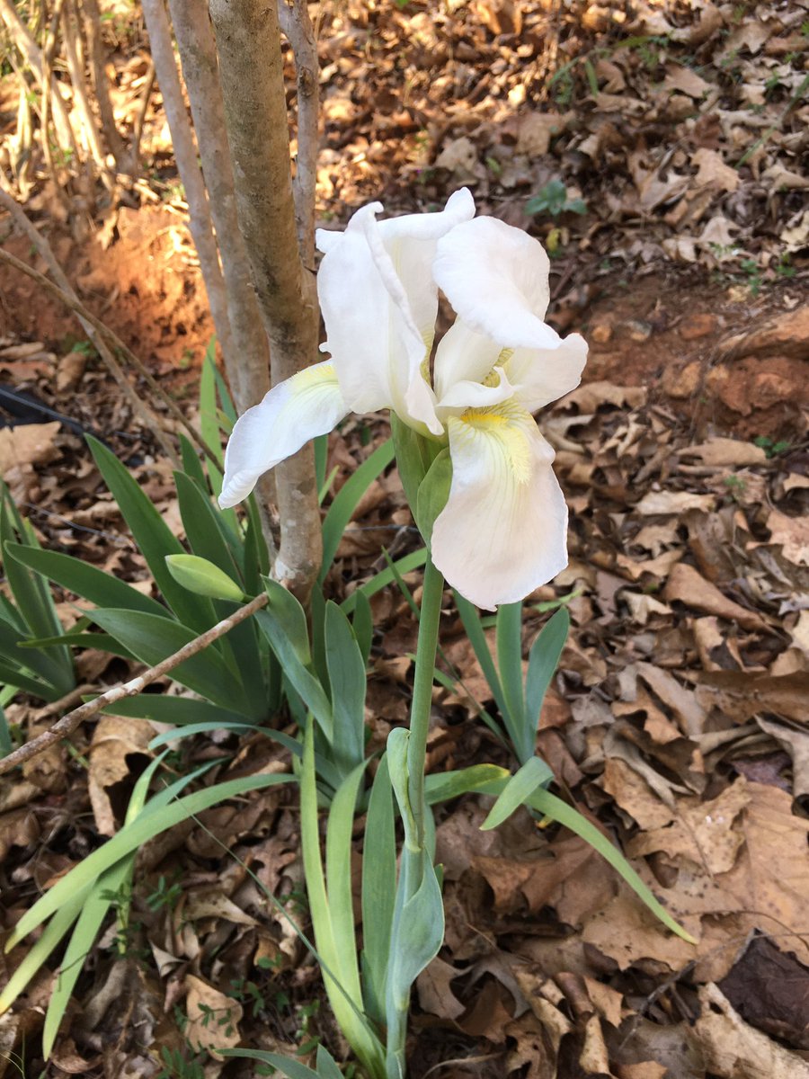cmlasek's tweet photo. Spring https://t.co/EM2d6UT5B7