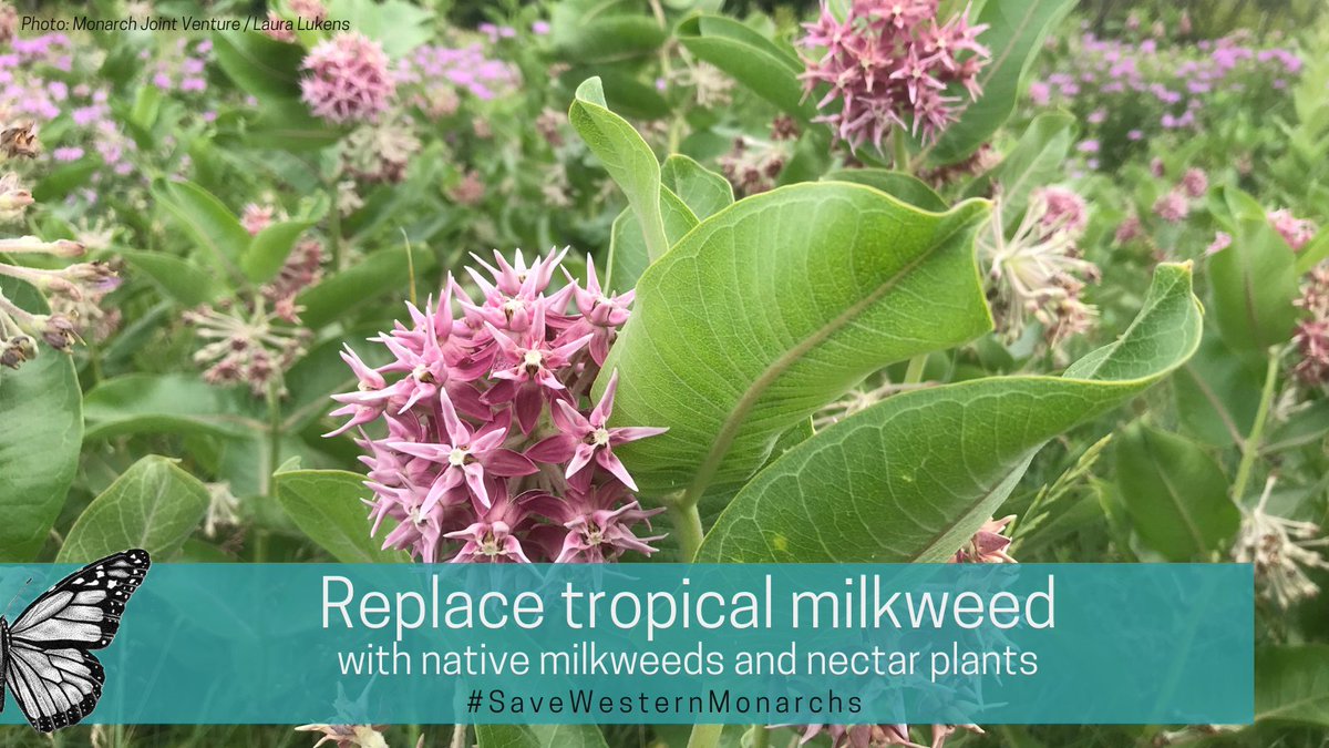 Replace tropical milkweed with native milkweeds (bit.ly/MilkweedFactSh…) and/or native nectar plants (xerces.org/monarchs/monar…). For areas directly close to overwintering sites, native nectar plants are best. 

#PlantNativePlantNow #SaveWesternMonarchs