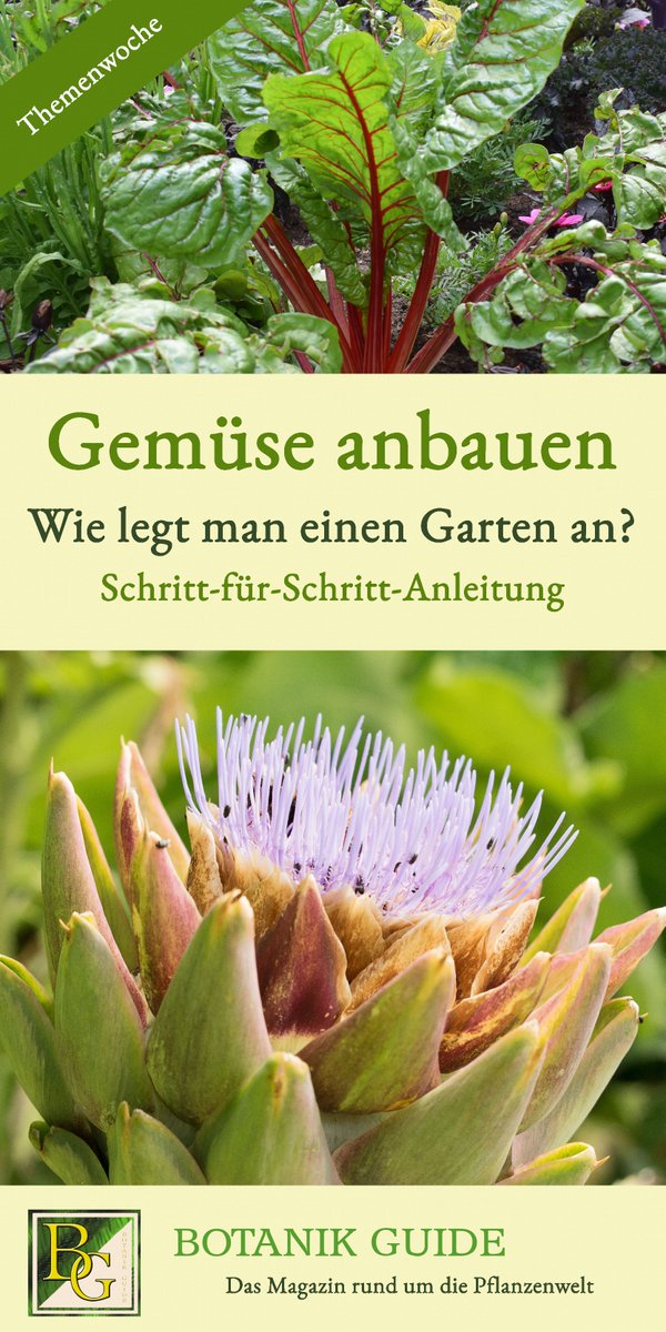 🥬Wie groß muss ein Gemüsegarten sein? 🧅Worauf man bei der Anlage eines Gartens achten sollte und nützliche Praxistipps erfährst du im neuen Beitrag aus der Themenwoche: botanikguide.de/gemuese-anbaue…

#Garten #Naturgarten #Frühling #Gemüse