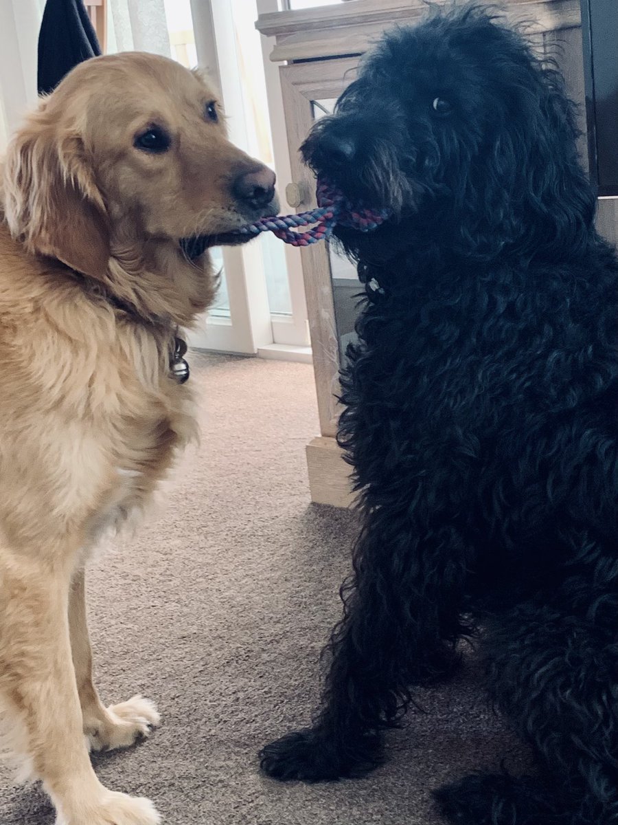 MiloTheGuide's tweet image. Guys!! We came to see Seb! 🐾🦮