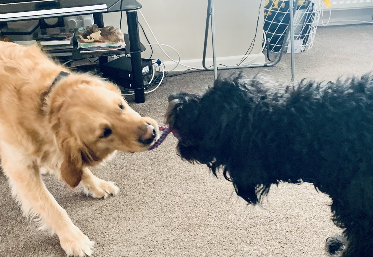 MiloTheGuide's tweet image. Guys!! We came to see Seb! 🐾🦮