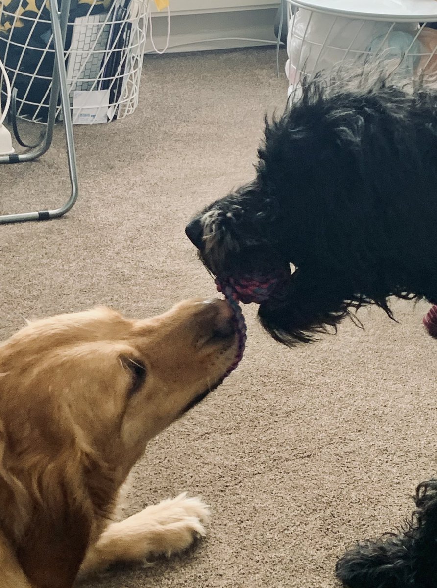 MiloTheGuide's tweet image. Guys!! We came to see Seb! 🐾🦮