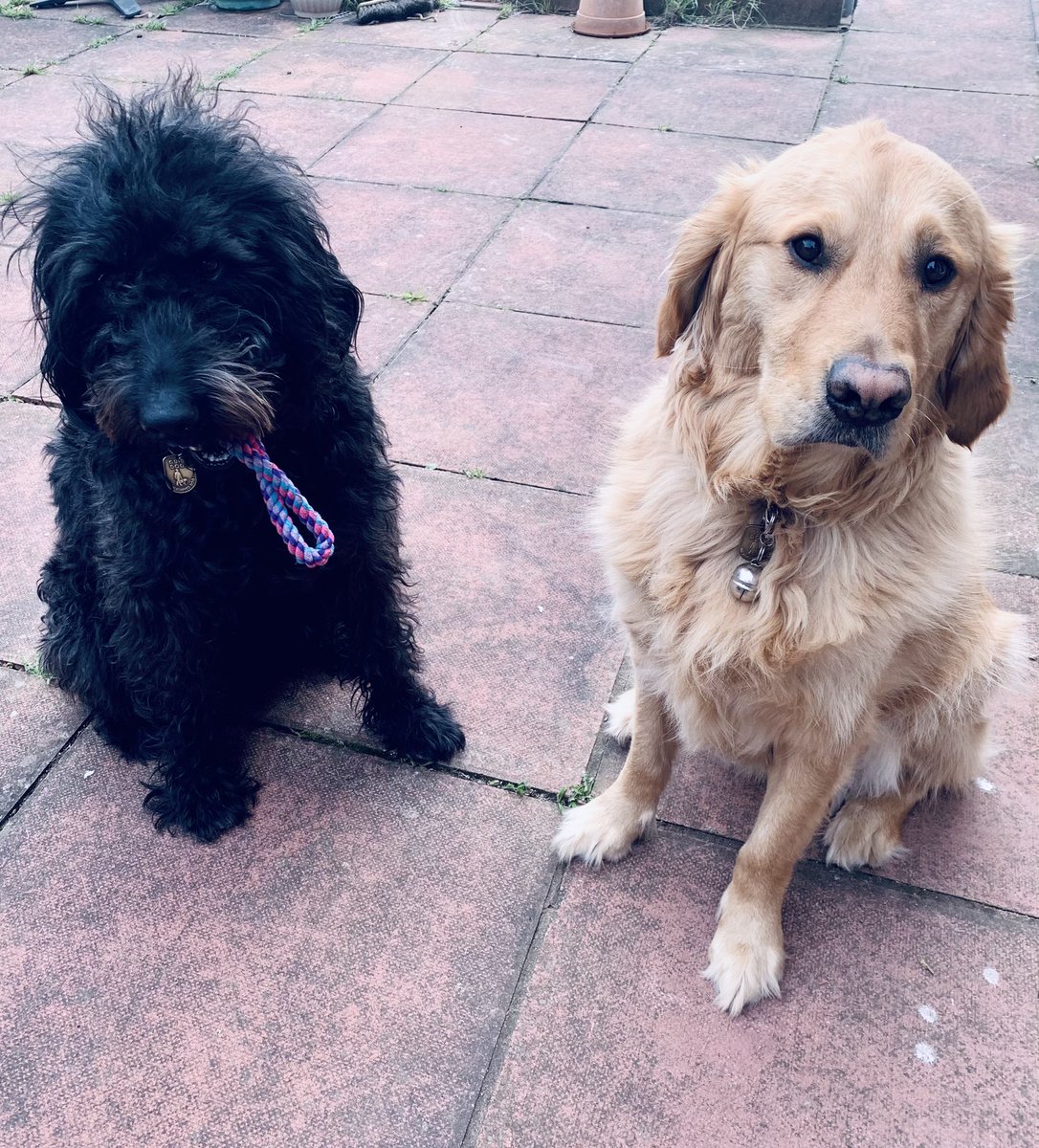 MiloTheGuide's tweet image. Guys!! We came to see Seb! 🐾🦮