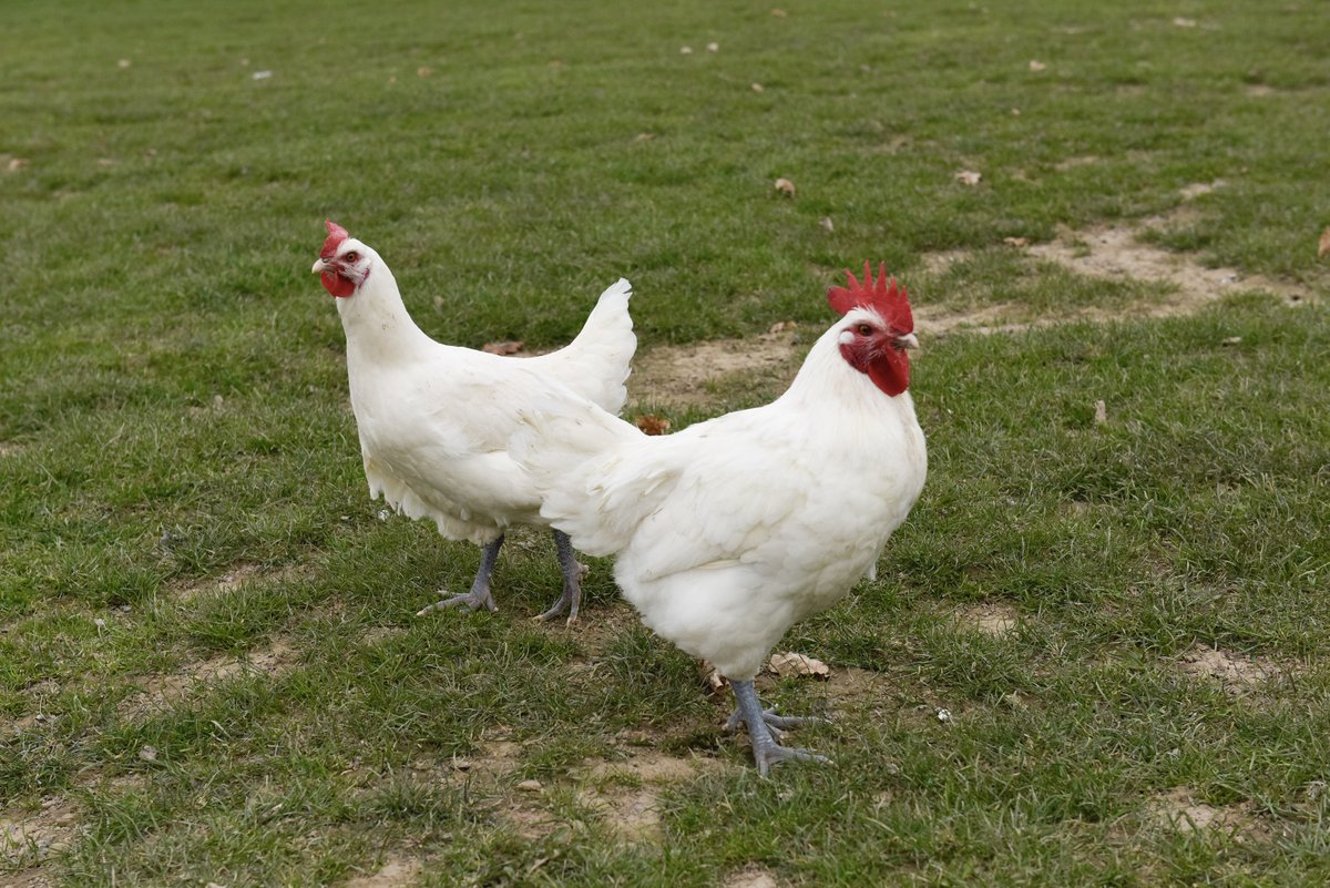 Laurent Wauquiez tweet media