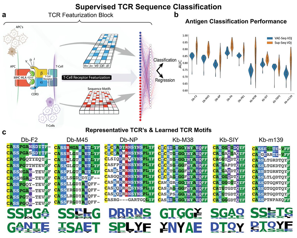 When using this block within a supervised sequence classification task, we see (unsurprisingly) leveraging antigen-specific labels improves the learning of these models. Furthermore, the convolutional layers of the network allow us to extract the learned "motifs."