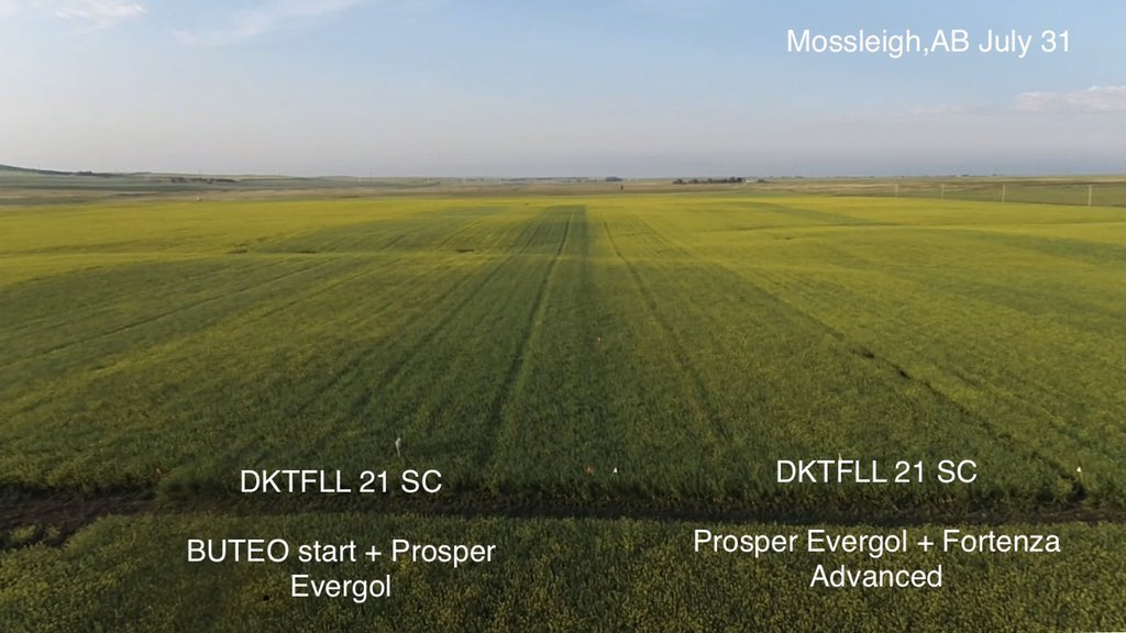 “I’ve never noticed a difference with Seed Treatments”....I have! #BUTEOstart showed off last summer keeping the #FleaBeetles off the canola! This field was UNDER spray threshold and still had maturity &amp; yield differences with BUTEO treated strip!  #AskSeedGrowth <a href="/DEKALB_Canada/">DEKALB Canada</a>