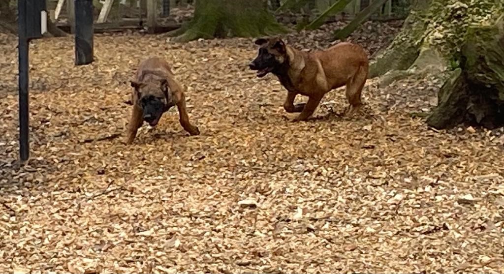 protectivepaws's tweet photo. TPD Brothers Leo and Bruce having a bit of a family rumble while out in the Woods having a run around. There's always an excuse to play! #Protectivepaws #dogs #policedogs #westyorkshirepolice https://t.co/8pA3DwBzU5