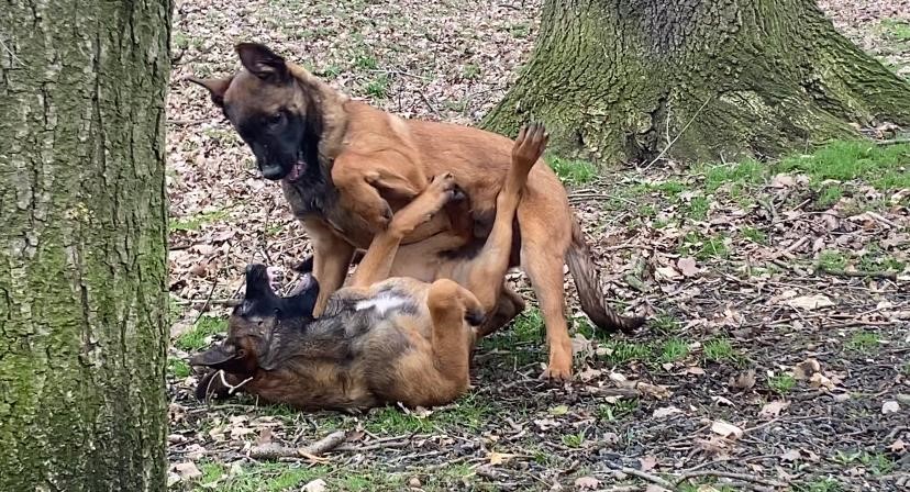 protectivepaws's tweet photo. TPD Brothers Leo and Bruce having a bit of a family rumble while out in the Woods having a run around. There's always an excuse to play! #Protectivepaws #dogs #policedogs #westyorkshirepolice https://t.co/8pA3DwBzU5
