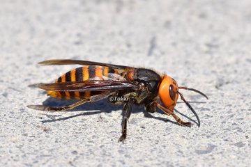 オオスズメバチのすべて 見分け方や危険な生態 注意点を徹底解説