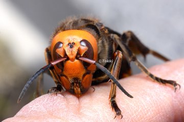 オオスズメバチのすべて 見分け方や危険な生態 注意点を徹底解説