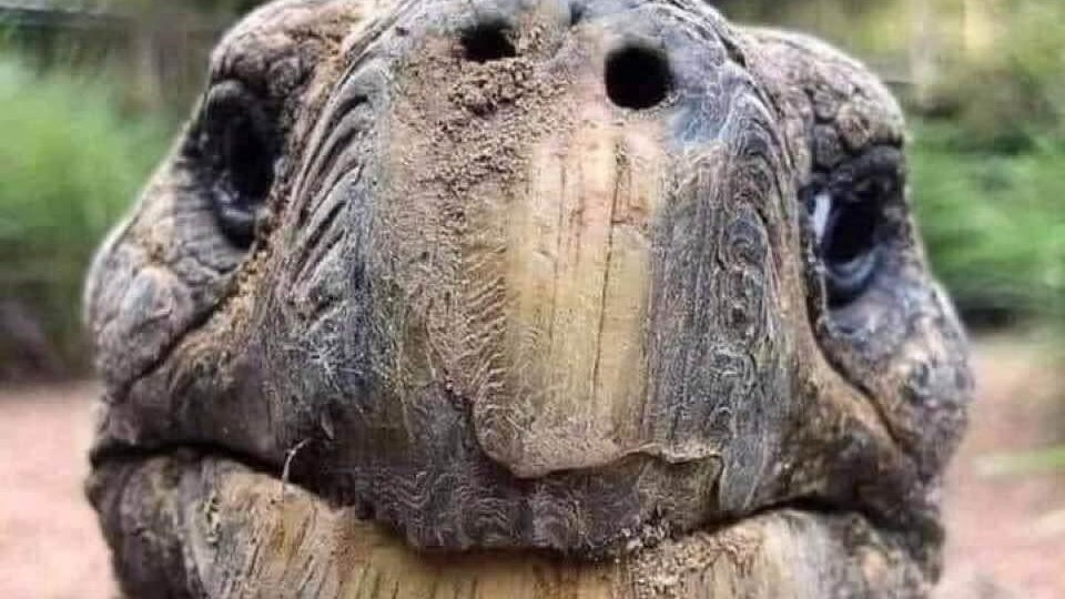 CartridgeEvo's tweet photo. Hey, have you guys seen any Monster Recycling Bins that I can deposit my used ink cartridges in? #recycling matters
@Earthlinking201 #plasticpollution #zerowaste 
https://t.co/aIGar7LRhx https://t.co/XeBmfduVfF