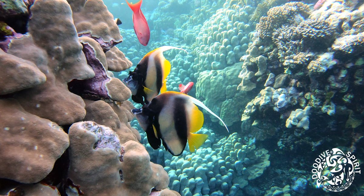 DOODIVE1's tweet photo. DOOFILTER TIME ! π
β
π Enhance your underwater pictures easily and for free with our unbranded Doofilter designed for blue waters on https://t.co/67lYBDoSZeβ β β
β β β
#doodive #scubadiving #scuba #oceanlovers #uwphoto https://t.co/JrQ7X8CeDU