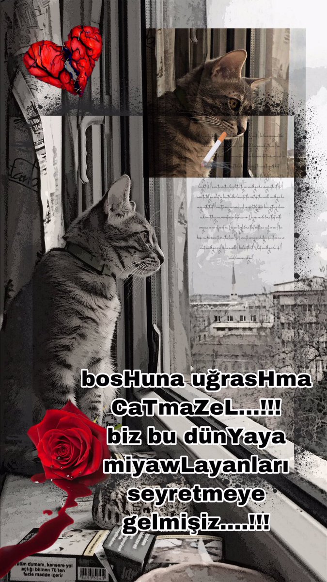 Çok NanKör TanıDım, HiçBiri Kedi deYildi.... hadi eywallah #kedi #nankör #aşk #aşkacısı #love