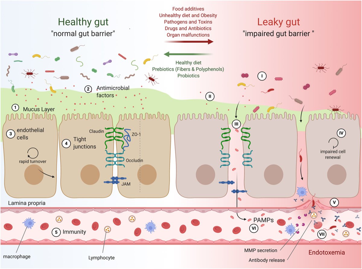 JEndocrinology's tweet photo. Gut Microbiota Special Collection: Marion Régnier et al. review the ‘#Gutmicrobiome, endocrine control of gut barrier function and metabolic diseases’ 

 #FreeAccess @Soc_Endo https://t.co/CnE6vBhaKm https://t.co/jop3BrA2S6