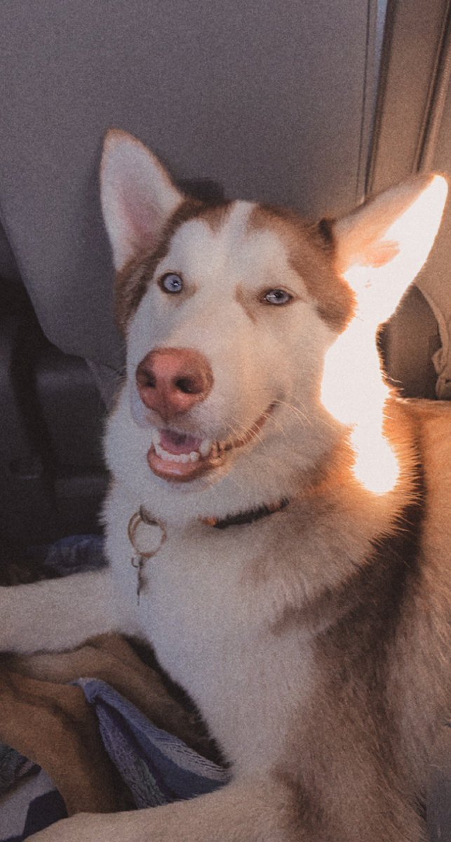 mxsonm's tweet photo. happy boi on his first road trip 🥺💞 https://t.co/4DHICJC69K
