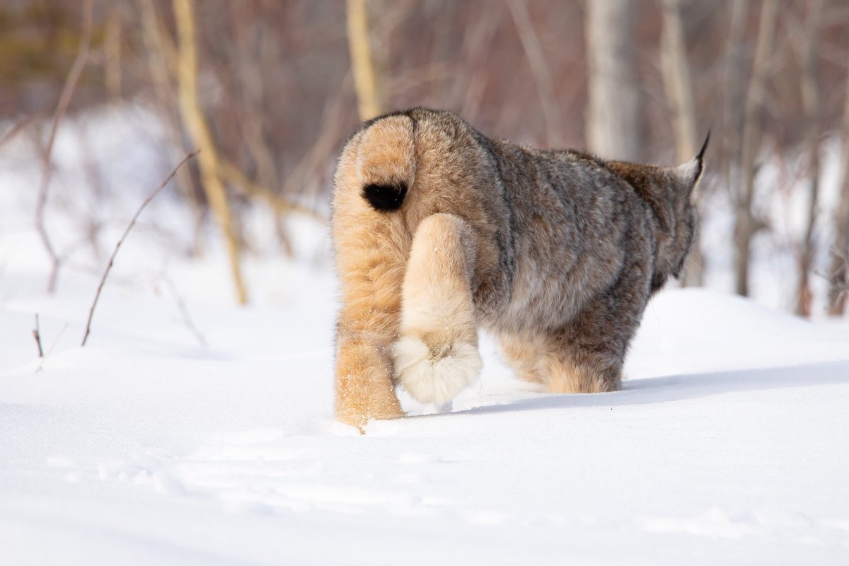 samanthaiam's tweet photo. Canada Lynx paws >>>>>>>

An expert adaptation that helps them easily move about snowy habitat.

📸: Kevin Smith &amp; Les Piccolo https://t.co/LXhrbMb0V0