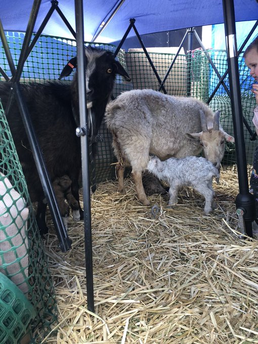 @CivilHeathen I have given you more baby goat pictures! 2 of my goats had babies the same day. https://t<a class="tags" href="/tag/civilheathen">@civilheathen</a><a href="/tag/panties"class="tags"><span>#panties</span></a><a href="/tag/usedpanties"class="tags"><span>#usedpanties</span></a><a href="/tag/wornpanties"class="tags"><span>#wornpanties</span></a><a href="/tag/usedpantiesforsale"class="tags"><span>#usedpantiesforsale</span></a>